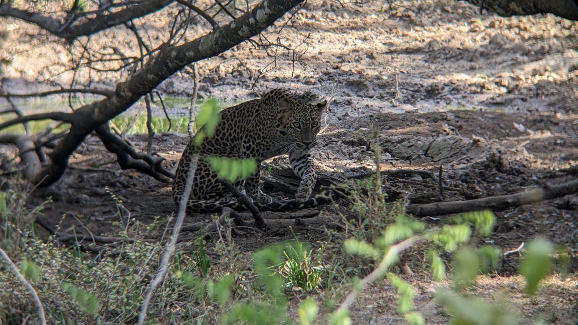 Yala Avian Eye Safari Lägenhet Buttala Exteriör bild