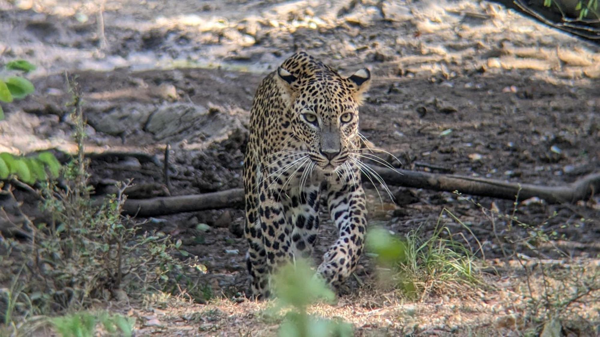 Yala Avian Eye Safari Lägenhet Buttala Exteriör bild